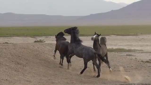 Wild horse playing and biting each other