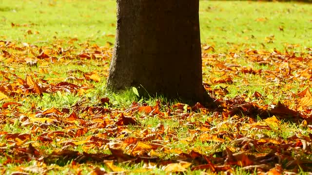 vivid colorful autumn background of tree and leaves in fall season