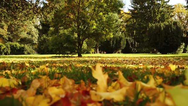 autumn fall nature background. forest trees woods scenery. sunbeam light