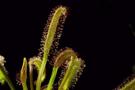 Drosera Capensis "Sundew" growth