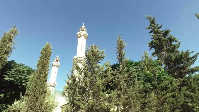Coniferous Trees Near the Mosque