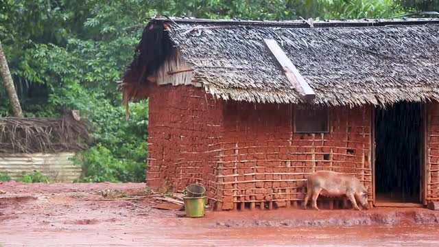 Rain falling hard in African community while pig tries to go in clay hut