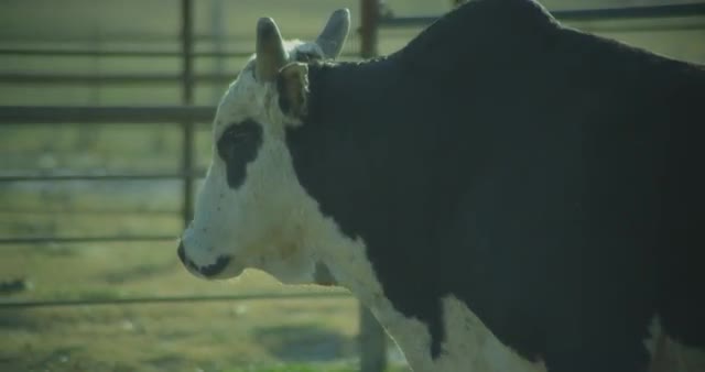 Angry Bull Cruises a Ranch