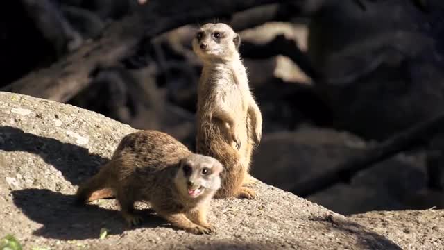 meerkat standing in alert position. slow motion