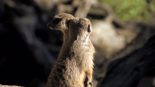 meerkat standing in alert position. slow motion