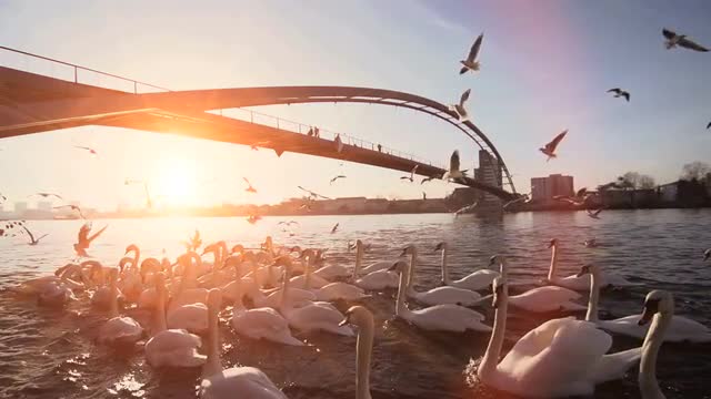 swarm of birds. sunset dusk. bridge. lake pond. slow motion
