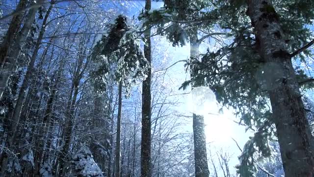 winter forest. snow fall. slow motion. woods trees
