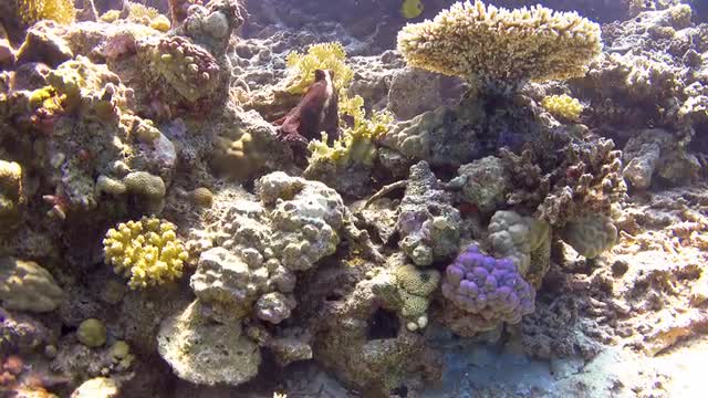 Octopus on Coral Reef