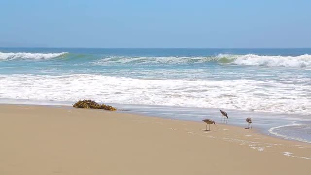 Birds on the shore of the ocean.