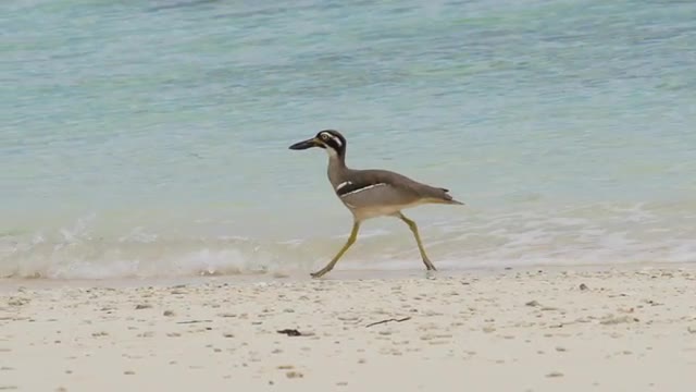 Beach thick-knee running left on the coastal shoreline, high speed