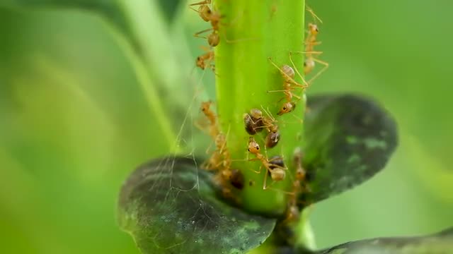 Yellow ants tending scale insects on green plant, wide macro