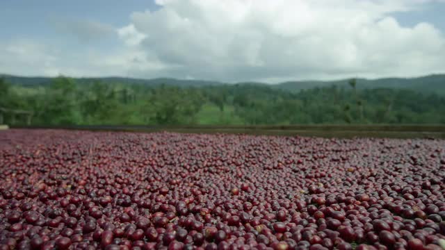 Coffee cherries on drying bed