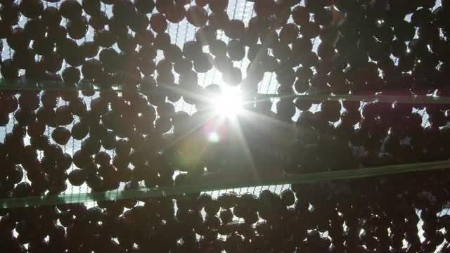 Coffee cherries on drying bed 