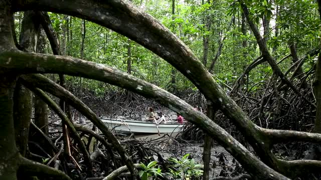 Sliding shot of boat moving through mangroves, exits frame left