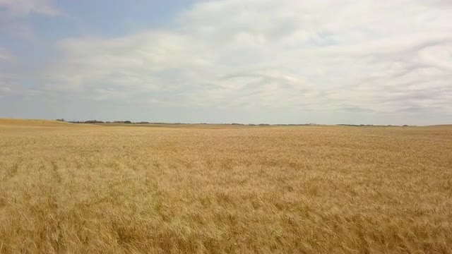 Aerial flyover of prairie wheat field