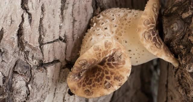 Time Lapse Of Cerioporus squamosus Mushroom Growing On A Tree Trunk