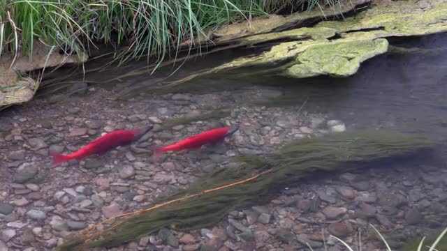 Spawning Kokanee Salmon swimming in stream
