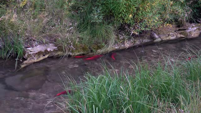 Spawning Kokanee Salmon swimming in stream