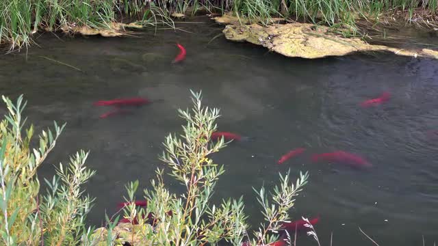 Spawning Kokanee Salmon swimming in stream