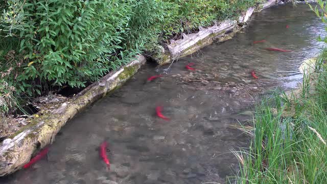 Spawning Kokanee Salmon swimming in stream