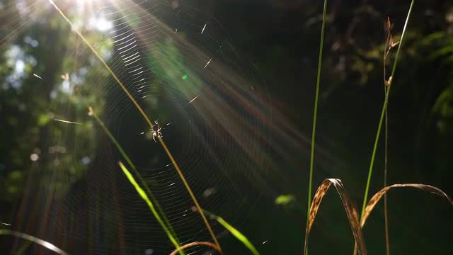 Spider web with sun beams 