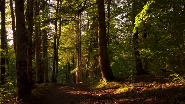 The forest in autumn. Nature background