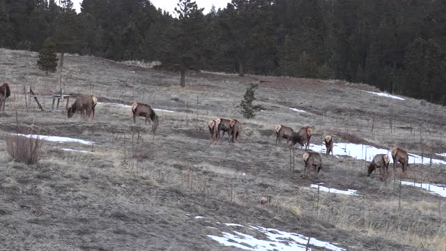 Elk in a snowy meadow