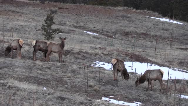 Elk in a snowy meadow