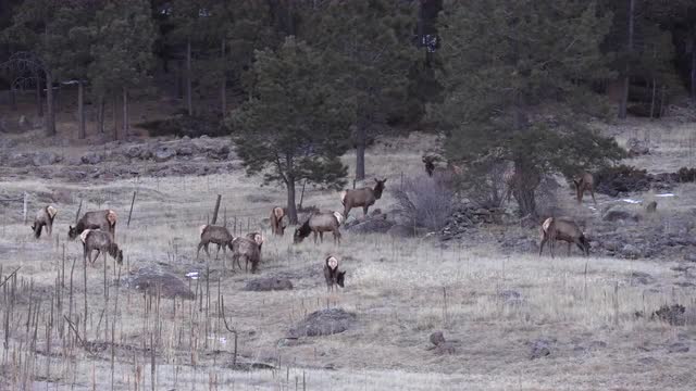 Elk in a snowy meadow