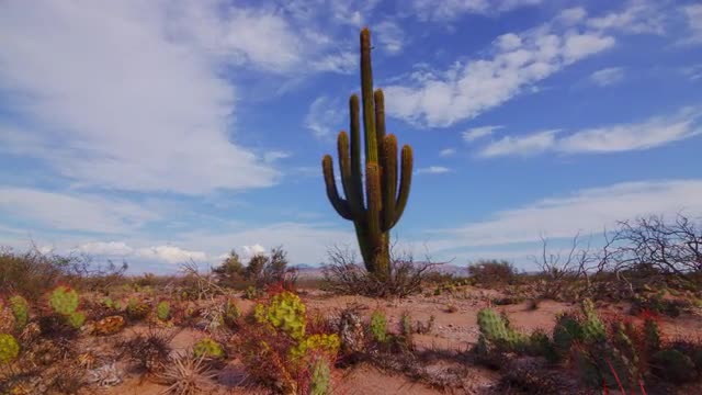 Giant cactus, prickly pears and clouds