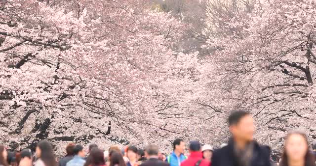 People walking under blooming cherry blossoms at Ueno park, Tokyo, Japan