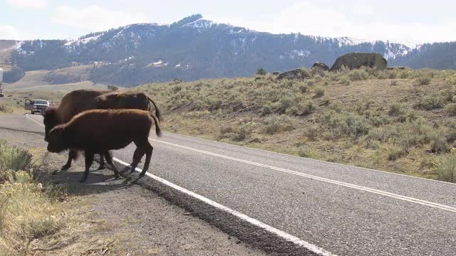 Bison herd slowly crossing the road in Yellowstone