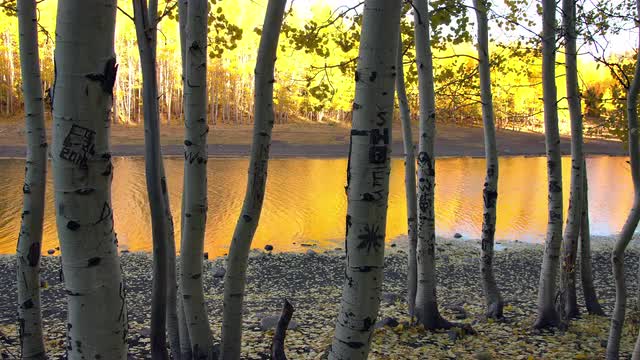 View looking through aspen trees with glowing trees reflecting in water.