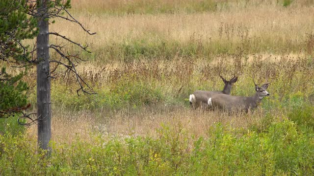 Mule deer bucks standing in open field