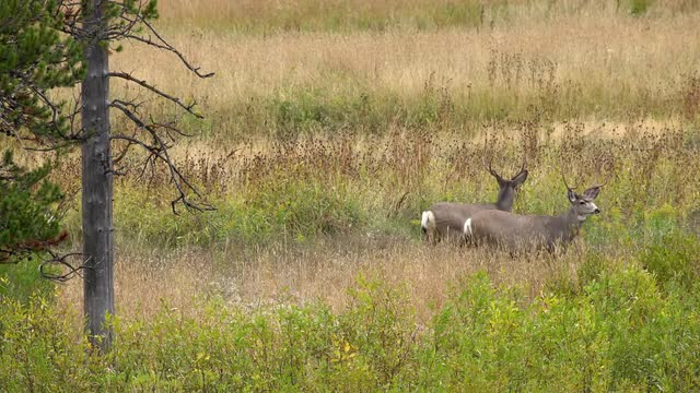 Mule deer bucks standing in open field looking around