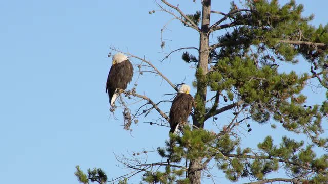 Two Bald Eagles sitting in a tree on a sunny day