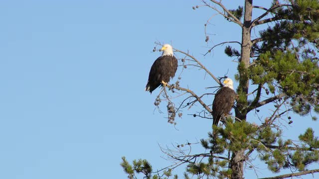 Two Bald Eagles sitting in a tree as one flies out.