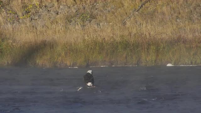 Bald Eagle landing on deer carcass in river