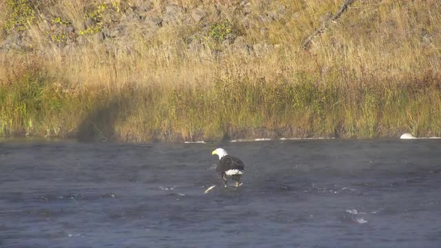 Bald Eagle feeding on deer carcass in the middle of a river