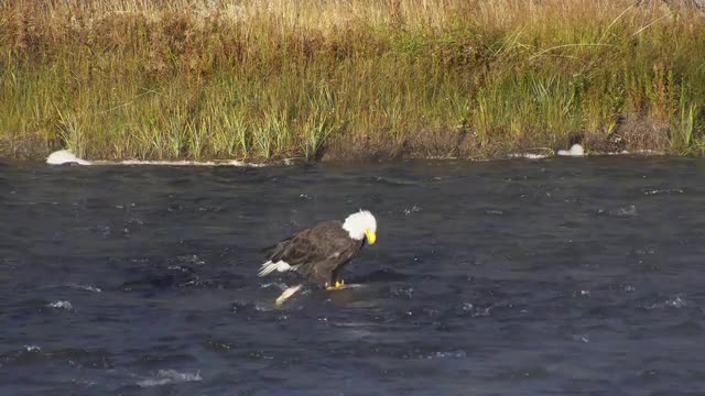 Bald Eagle feeding on deer carcass buried in the river