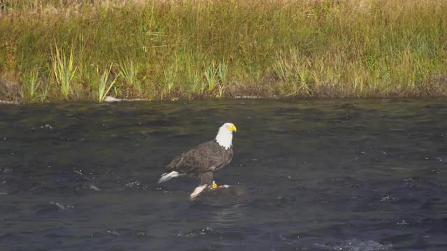 Bald Eagle standing in river on deer carcass then flying upstream