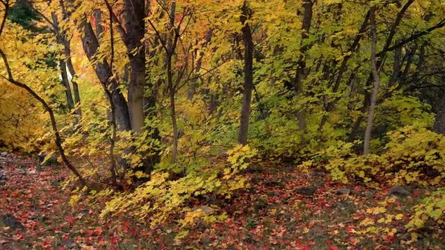 Slowly moving through colorful forest in Autumn