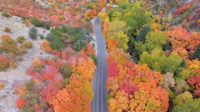 Rising aerial view of colorful forest viewing winding road
