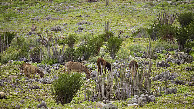 Video 4K - Flowering Desert 2017 - 0015
