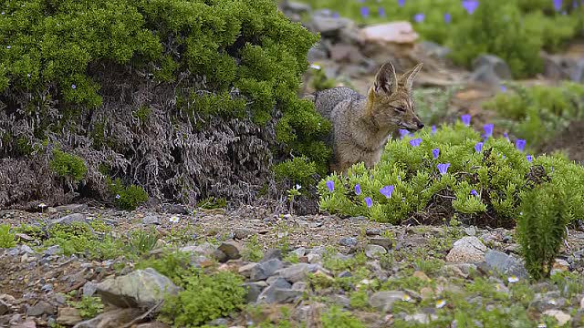 The South American gray fox (Lycalopex griseus)