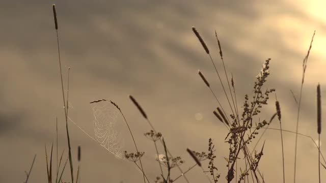 Wild Grass and Cobwebs in Dewdrops Against Background of a Wild River in the Early Morning