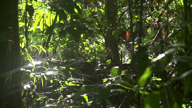 Rain dripping in sunlit rainforest understory, High Speed 240 Pan