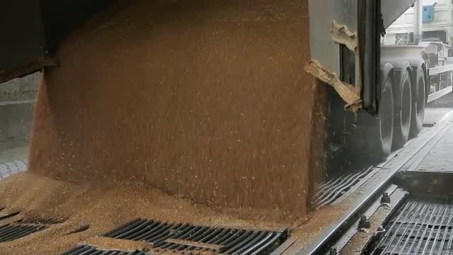 Grain truck unloading.