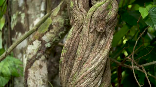 Peruvian Bat shaking on tree trunk, wide 4k
