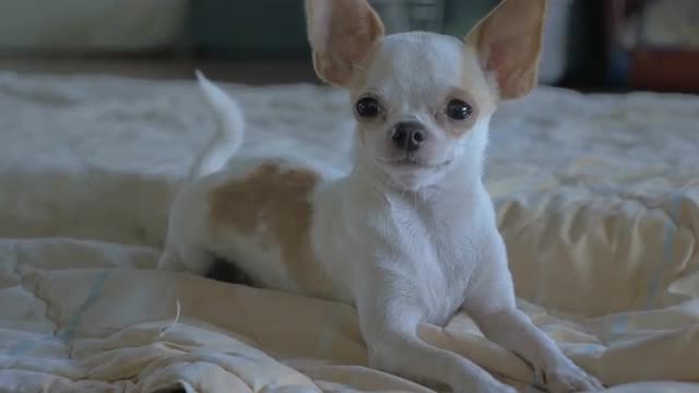 Slow motion of a cute chihuahua laying on a blanket